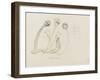 Pedicellina Belgica-Philip Henry Gosse-Framed Giclee Print