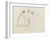 Pedicellina Belgica-Philip Henry Gosse-Framed Giclee Print