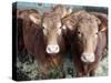 Pedigree South Devon Cattle, Devon, England, United Kingdom, Europe-David Lomax-Stretched Canvas