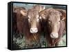 Pedigree South Devon Cattle, Devon, England, United Kingdom, Europe-David Lomax-Framed Stretched Canvas