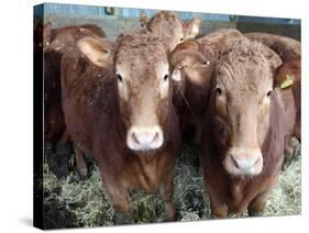 Pedigree South Devon Cattle, Devon, England, United Kingdom, Europe-David Lomax-Stretched Canvas