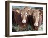 Pedigree South Devon Cattle, Devon, England, United Kingdom, Europe-David Lomax-Framed Photographic Print