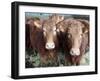 Pedigree South Devon Cattle, Devon, England, United Kingdom, Europe-David Lomax-Framed Photographic Print