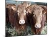 Pedigree South Devon Cattle, Devon, England, United Kingdom, Europe-David Lomax-Mounted Photographic Print