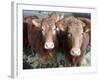 Pedigree South Devon Cattle, Devon, England, United Kingdom, Europe-David Lomax-Framed Photographic Print