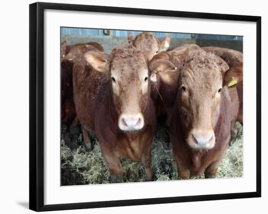 Pedigree South Devon Cattle, Devon, England, United Kingdom, Europe-David Lomax-Framed Photographic Print