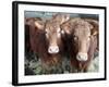 Pedigree South Devon Cattle, Devon, England, United Kingdom, Europe-David Lomax-Framed Photographic Print