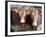 Pedigree South Devon Cattle, Devon, England, United Kingdom, Europe-David Lomax-Framed Photographic Print