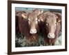 Pedigree South Devon Cattle, Devon, England, United Kingdom, Europe-David Lomax-Framed Photographic Print