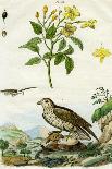 Jasmine and Short-Toed Eagle, 18th or 19th Century-Pedretti-Framed Stretched Canvas