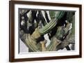 Brown Frame