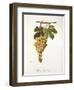 Pedro Mimenes Grape-A. Kreyder-Framed Giclee Print