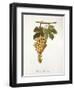 Pedro Mimenes Grape-A. Kreyder-Framed Giclee Print