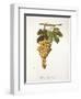 Pedro Mimenes Grape-A. Kreyder-Framed Giclee Print