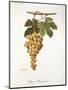 Pedro Mimenes Grape-A. Kreyder-Mounted Giclee Print