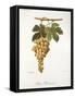 Pedro Mimenes Grape-A. Kreyder-Framed Stretched Canvas