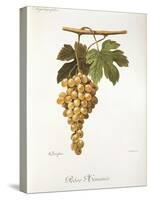 Pedro Mimenes Grape-A. Kreyder-Stretched Canvas