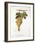 Pedro Mimenes Grape-A. Kreyder-Framed Giclee Print