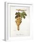 Pedro Mimenes Grape-A. Kreyder-Framed Giclee Print