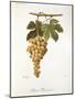 Pedro Mimenes Grape-A. Kreyder-Mounted Giclee Print