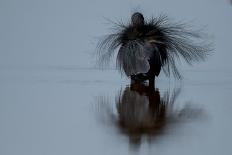 Bottlenose Dolphin (Tursiops Truncatus) Reflected At The Surface, Sado Estuary, Portugal-Pedro Narra-Photographic Print