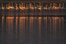 Bottlenose Dolphin (Tursiops Truncatus) Reflected At The Surface, Sado Estuary, Portugal-Pedro Narra-Photographic Print