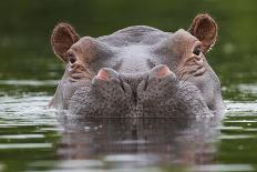 Bottlenose Dolphin (Tursiops Truncatus) Reflected At The Surface, Sado Estuary, Portugal-Pedro Narra-Photographic Print