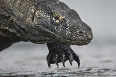 Komodo Dragon (Varanus Komodoensis) Close Up, Komodo National Park, Indonesia-Pedro Narra-Framed Photographic Print