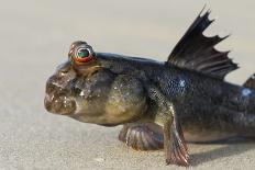 Hippopotamus (Hippopotamus Amphibius) with Head Raised Above Water Surface-Pedro Narra-Photographic Print