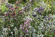 Herbaceous border-Pedro Silmon-Photo