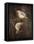 Peek a Boo Cedar Waxwings-Jai Johnson-Framed Stretched Canvas