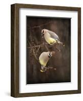 Peek a Boo Cedar Waxwings-Jai Johnson-Framed Giclee Print