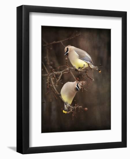 Peek a Boo Cedar Waxwings-Jai Johnson-Framed Giclee Print