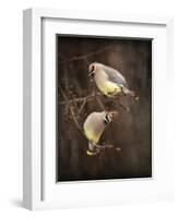 Peek a Boo Cedar Waxwings-Jai Johnson-Framed Giclee Print