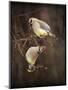 Peek a Boo Cedar Waxwings-Jai Johnson-Mounted Giclee Print