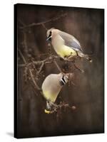 Peek a Boo Cedar Waxwings-Jai Johnson-Stretched Canvas