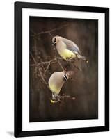 Peek a Boo Cedar Waxwings-Jai Johnson-Framed Giclee Print