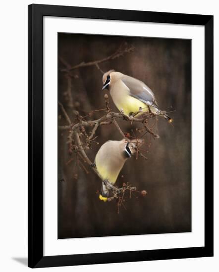 Peek a Boo Cedar Waxwings-Jai Johnson-Framed Giclee Print