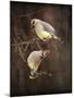 Peek a Boo Cedar Waxwings-Jai Johnson-Mounted Giclee Print