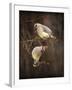 Peek a Boo Cedar Waxwings-Jai Johnson-Framed Giclee Print