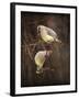 Peek a Boo Cedar Waxwings-Jai Johnson-Framed Giclee Print