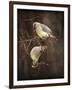 Peek a Boo Cedar Waxwings-Jai Johnson-Framed Giclee Print