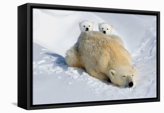 Peek-A-Boo Cubs-Howard Ruby-Framed Stretched Canvas