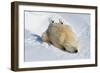 Peek-A-Boo Cubs-Howard Ruby-Framed Photographic Print