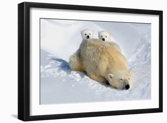 Peek-A-Boo Cubs-Howard Ruby-Framed Photographic Print