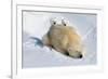 Peek-A-Boo Cubs-Howard Ruby-Framed Photographic Print