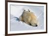 Peek-A-Boo Cubs-Howard Ruby-Framed Photographic Print