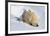 Peek-A-Boo Cubs-Howard Ruby-Framed Photographic Print