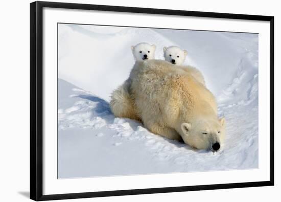 Peek-A-Boo Cubs-Howard Ruby-Framed Photographic Print