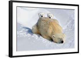 Peek-A-Boo Cubs-Howard Ruby-Framed Photographic Print